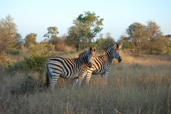 South Africa